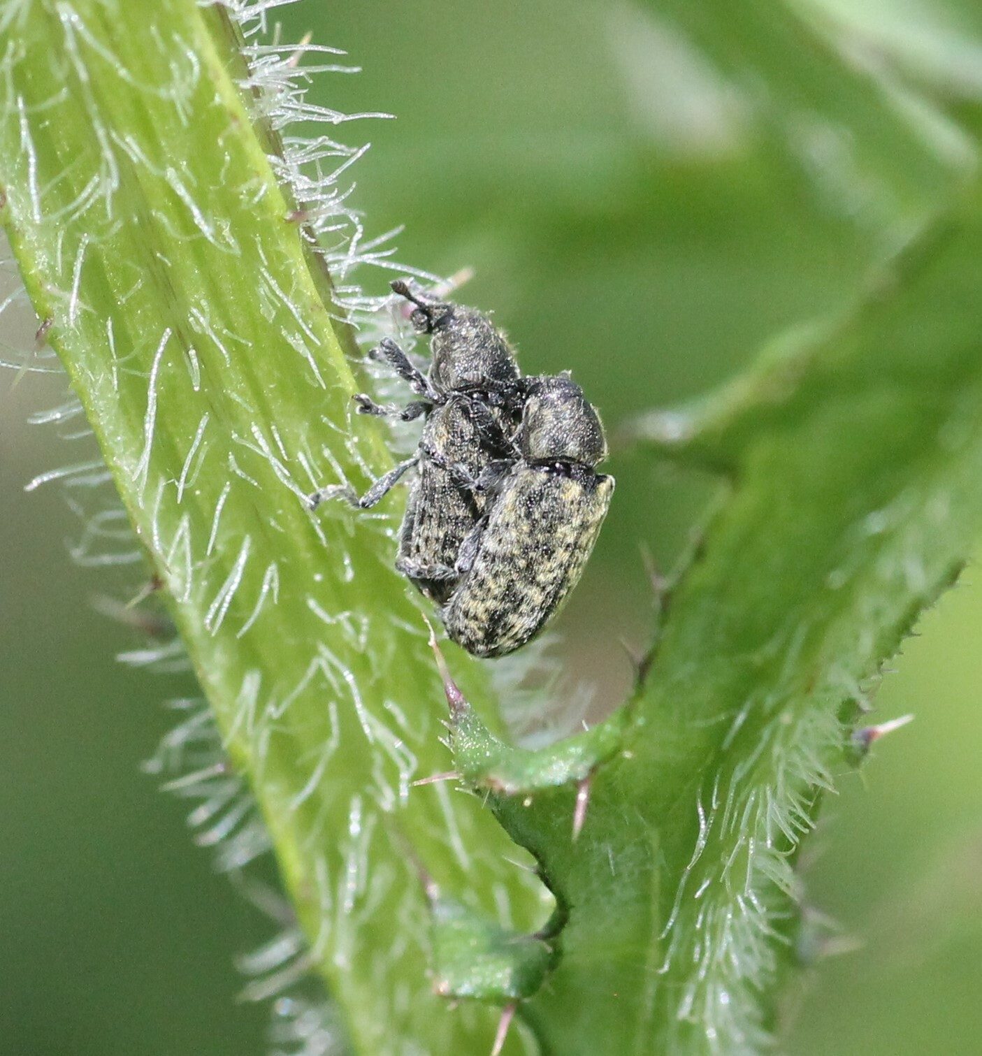 Rhinocyllus conicus