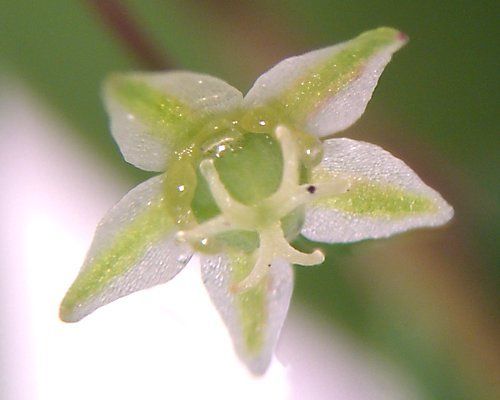 Moeroris tenella