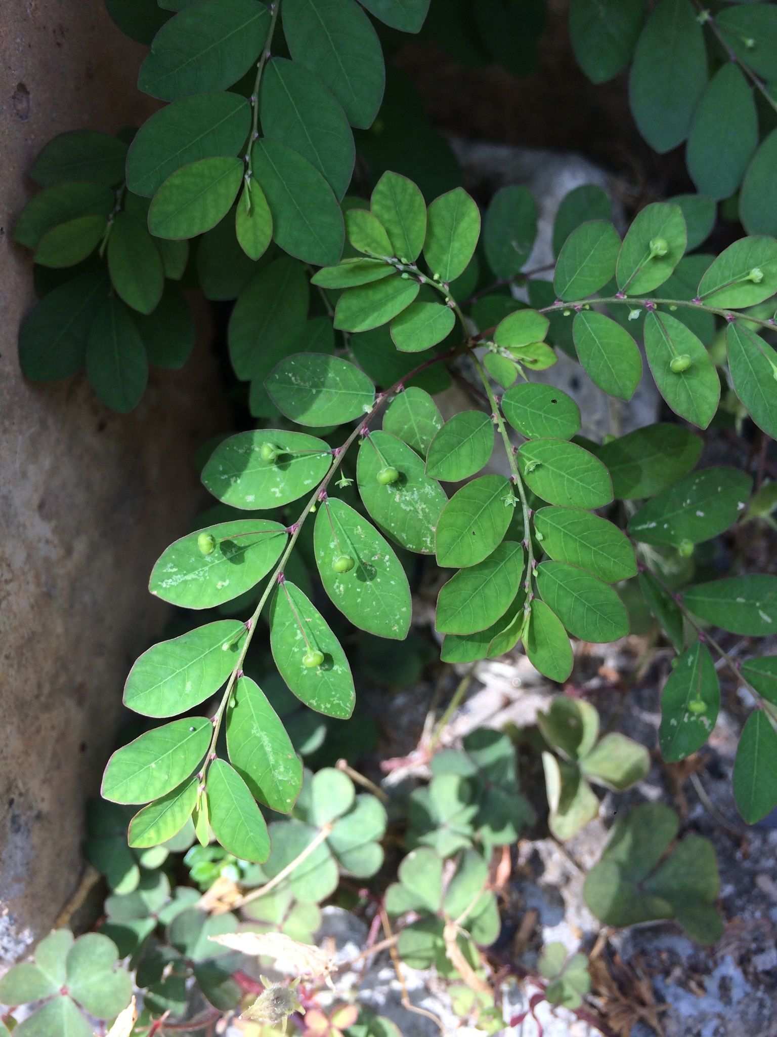 Moeroris tenella