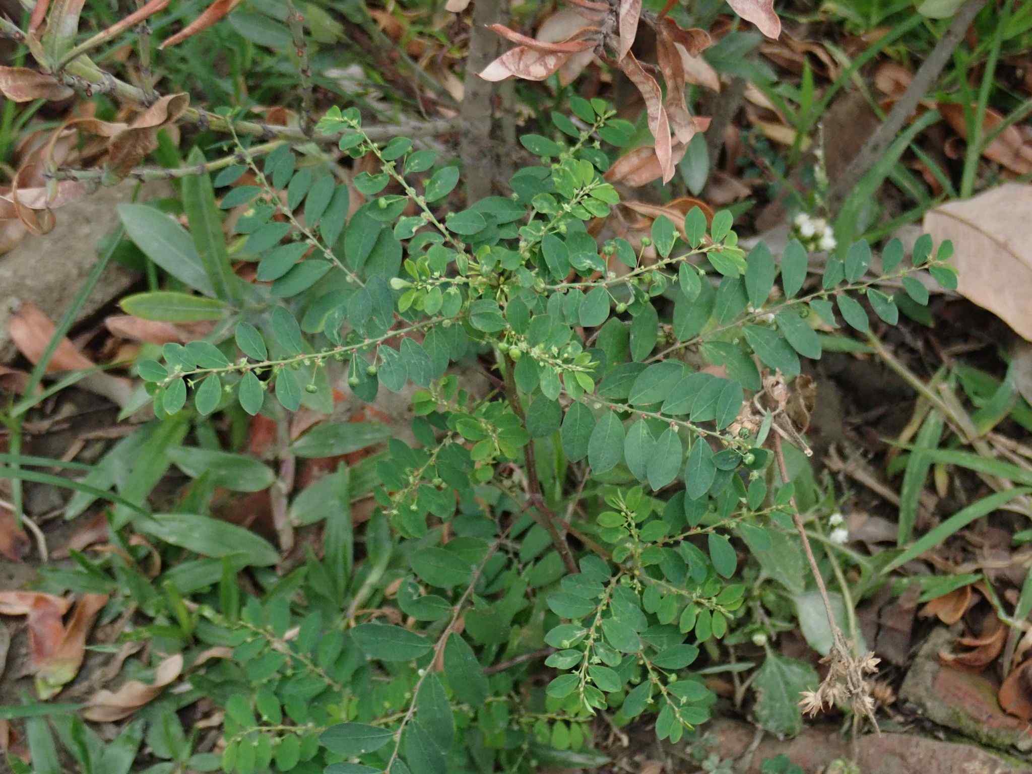 Moeroris tenella