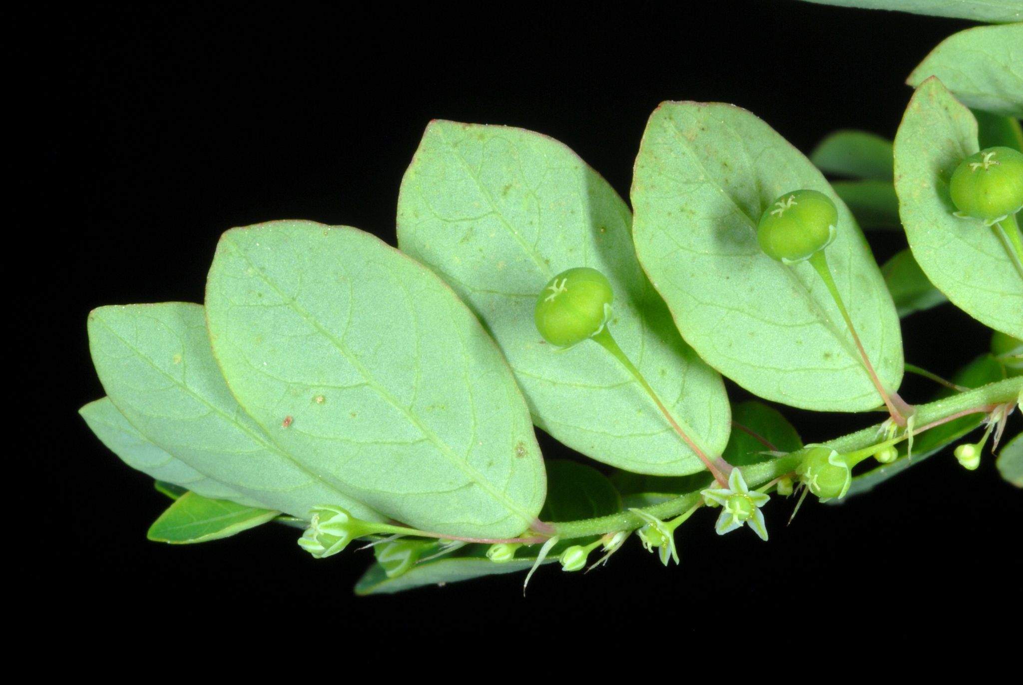 Moeroris tenella