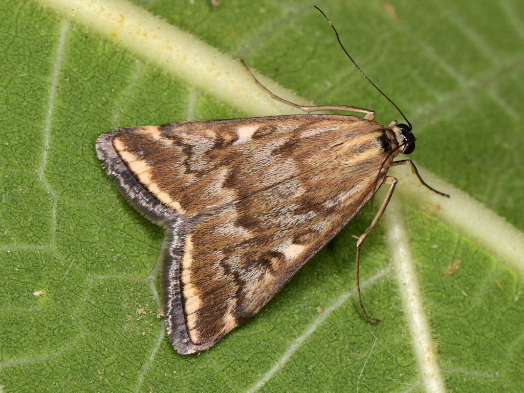 Loxostege sticticalis