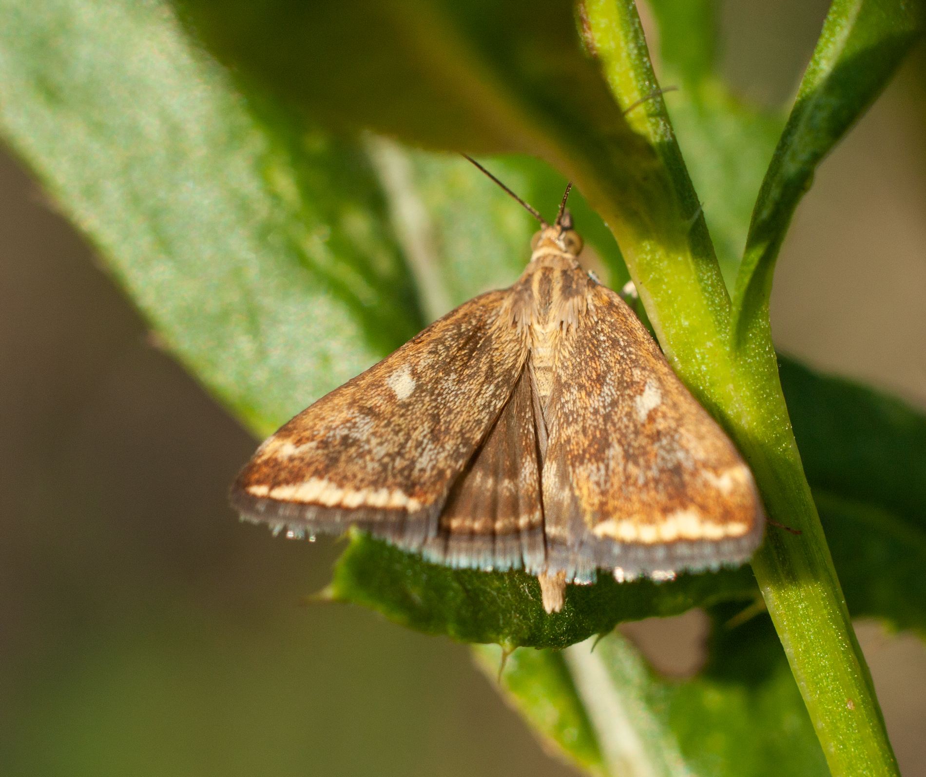 Loxostege sticticalis