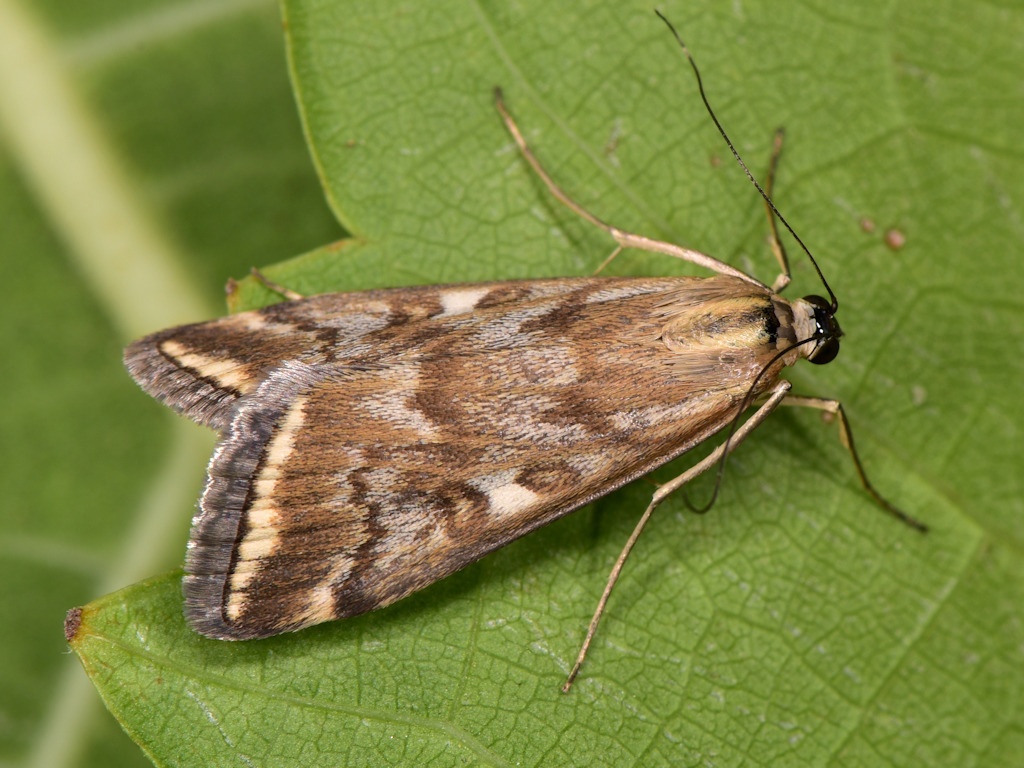 Loxostege sticticalis