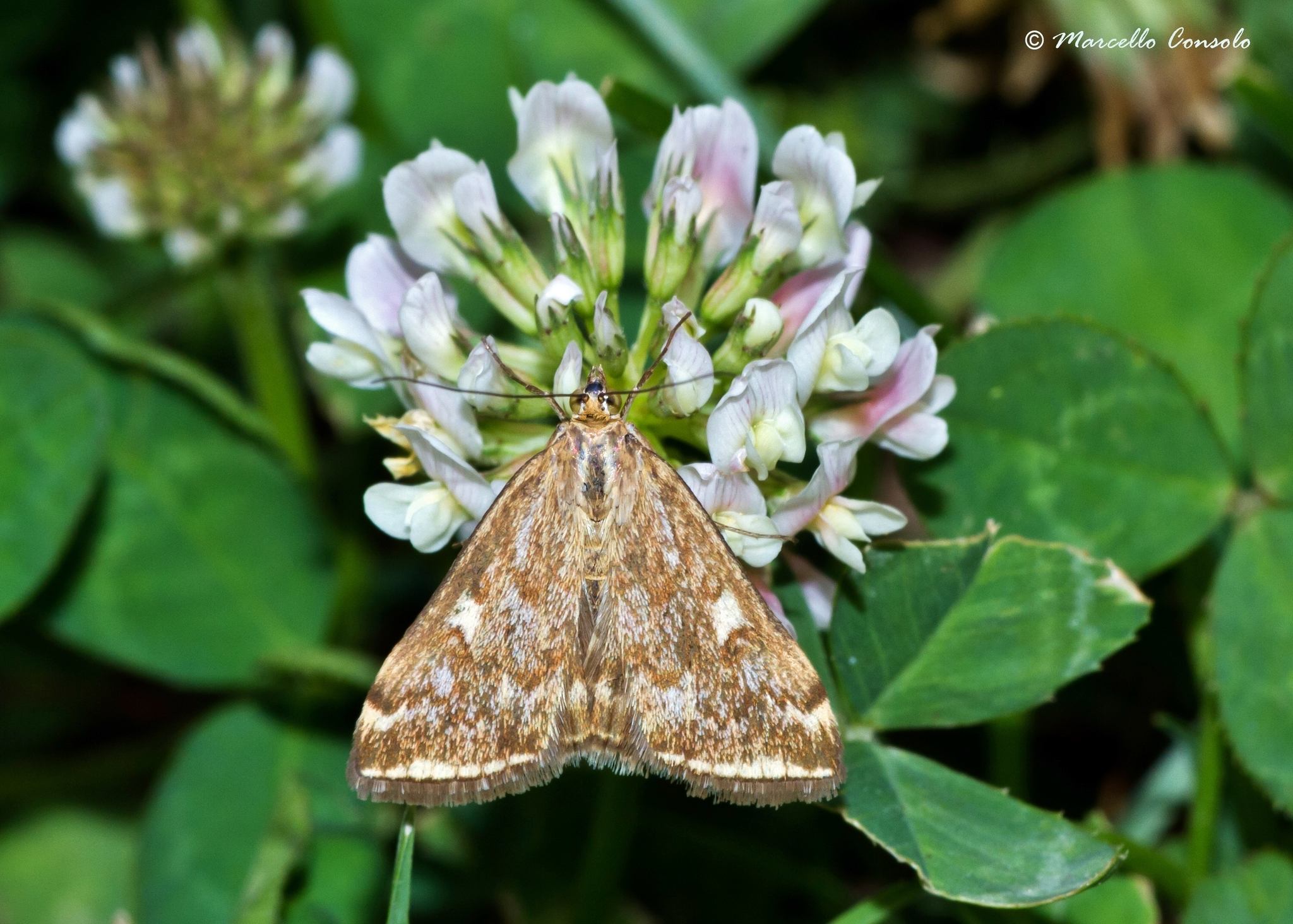 Loxostege sticticalis