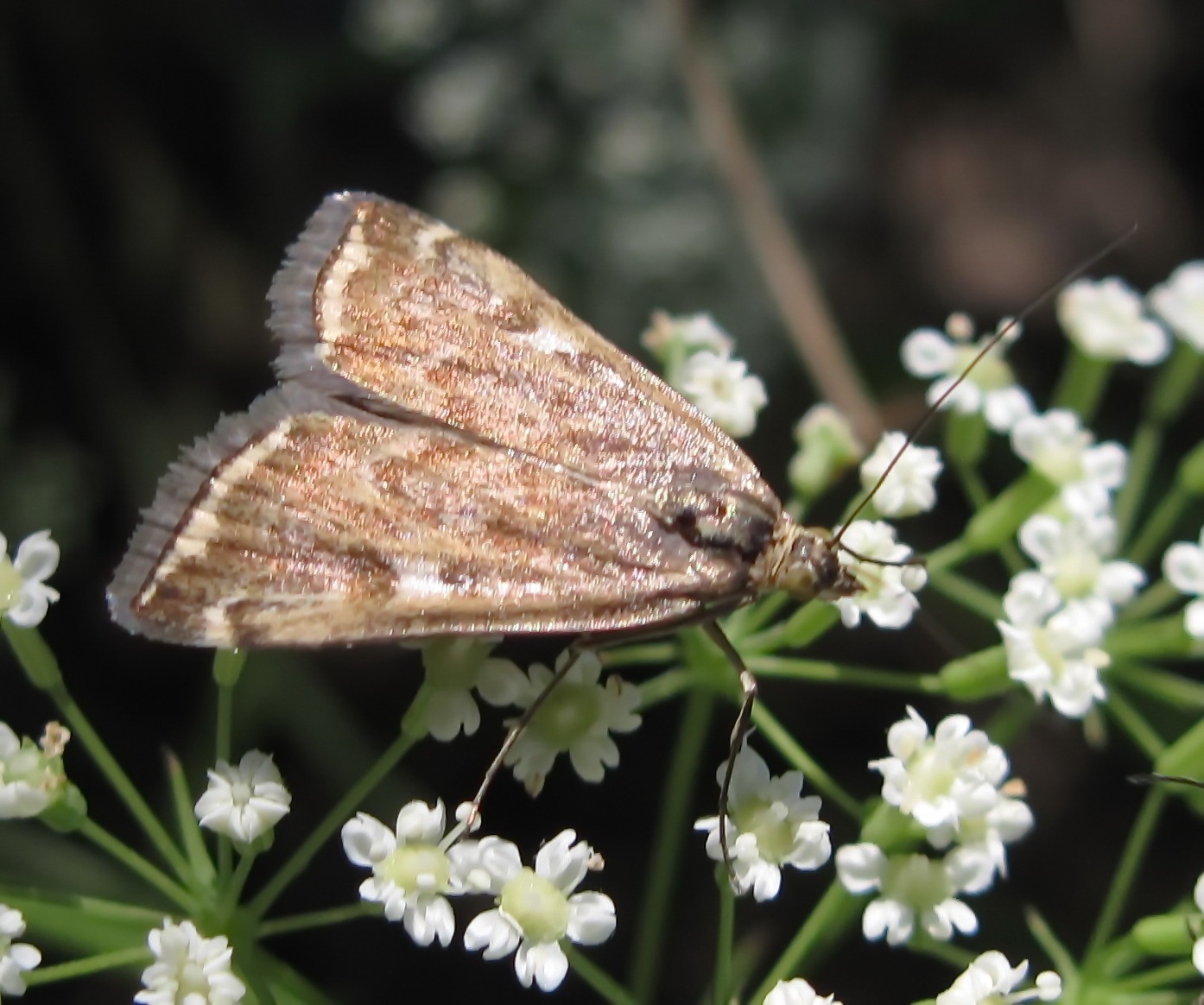 Loxostege sticticalis