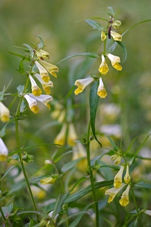 Melampyrum