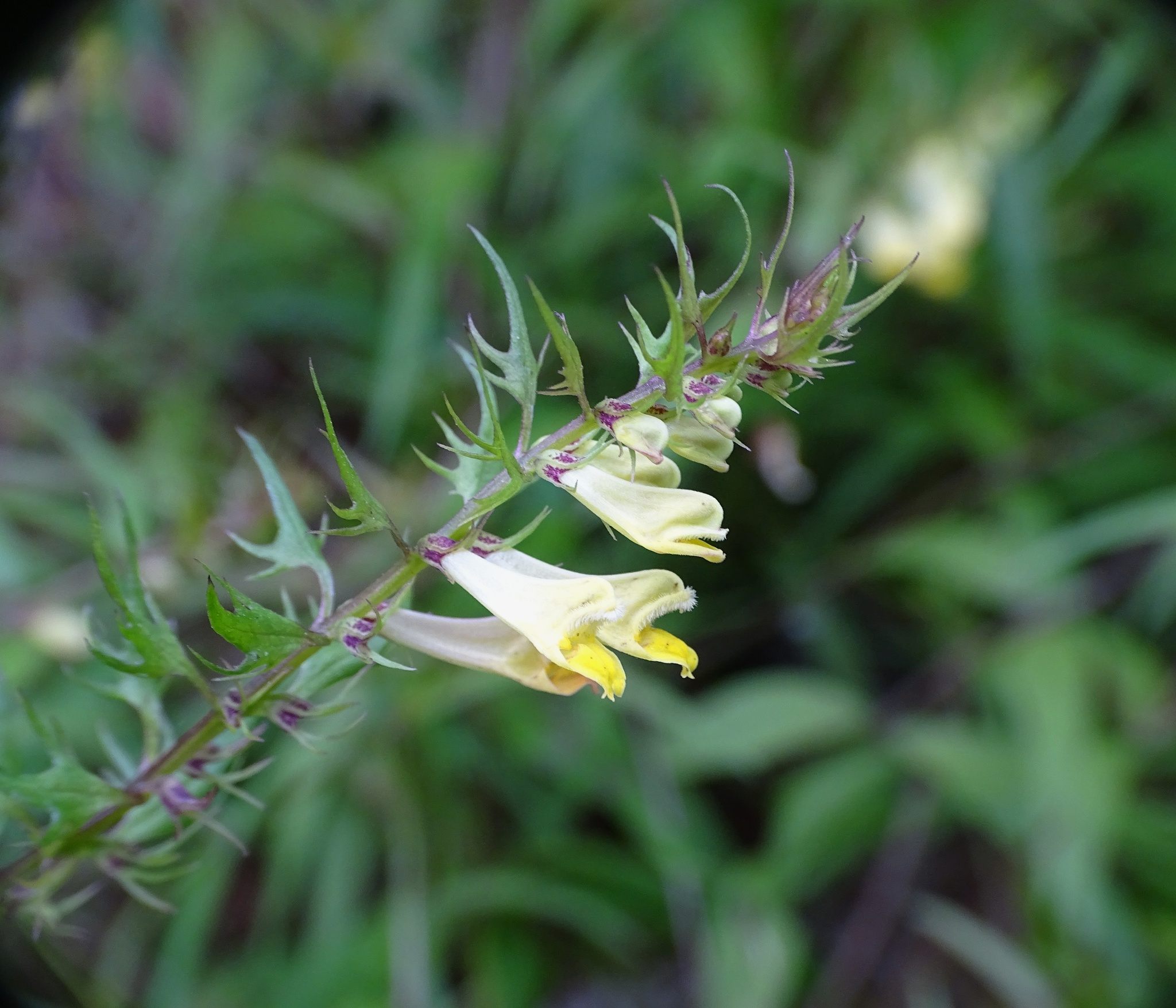 Melampyrum
