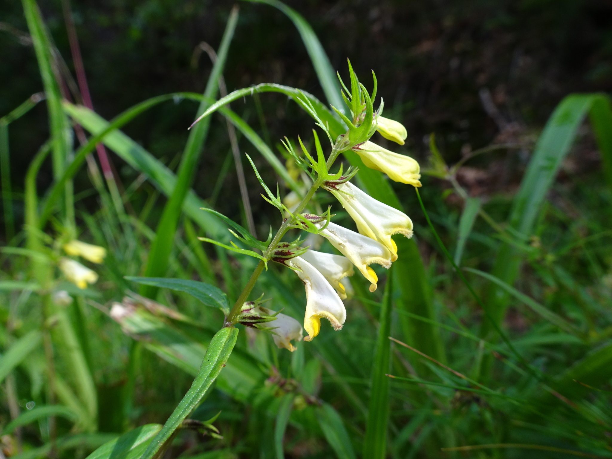 Melampyrum