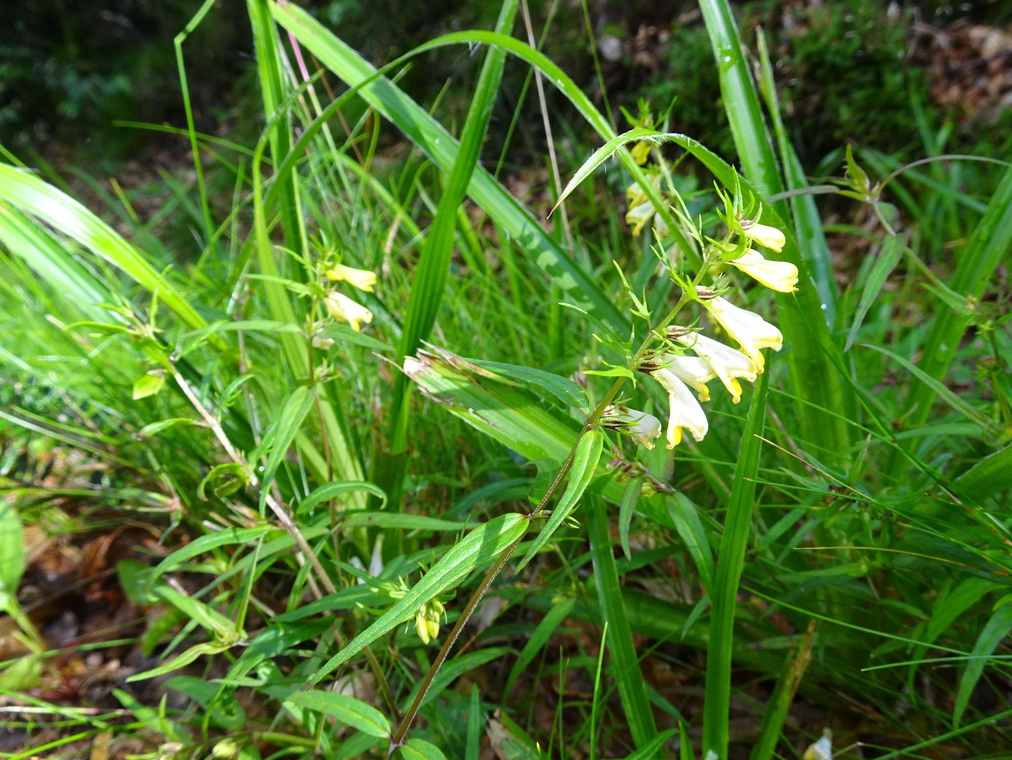 Melampyrum