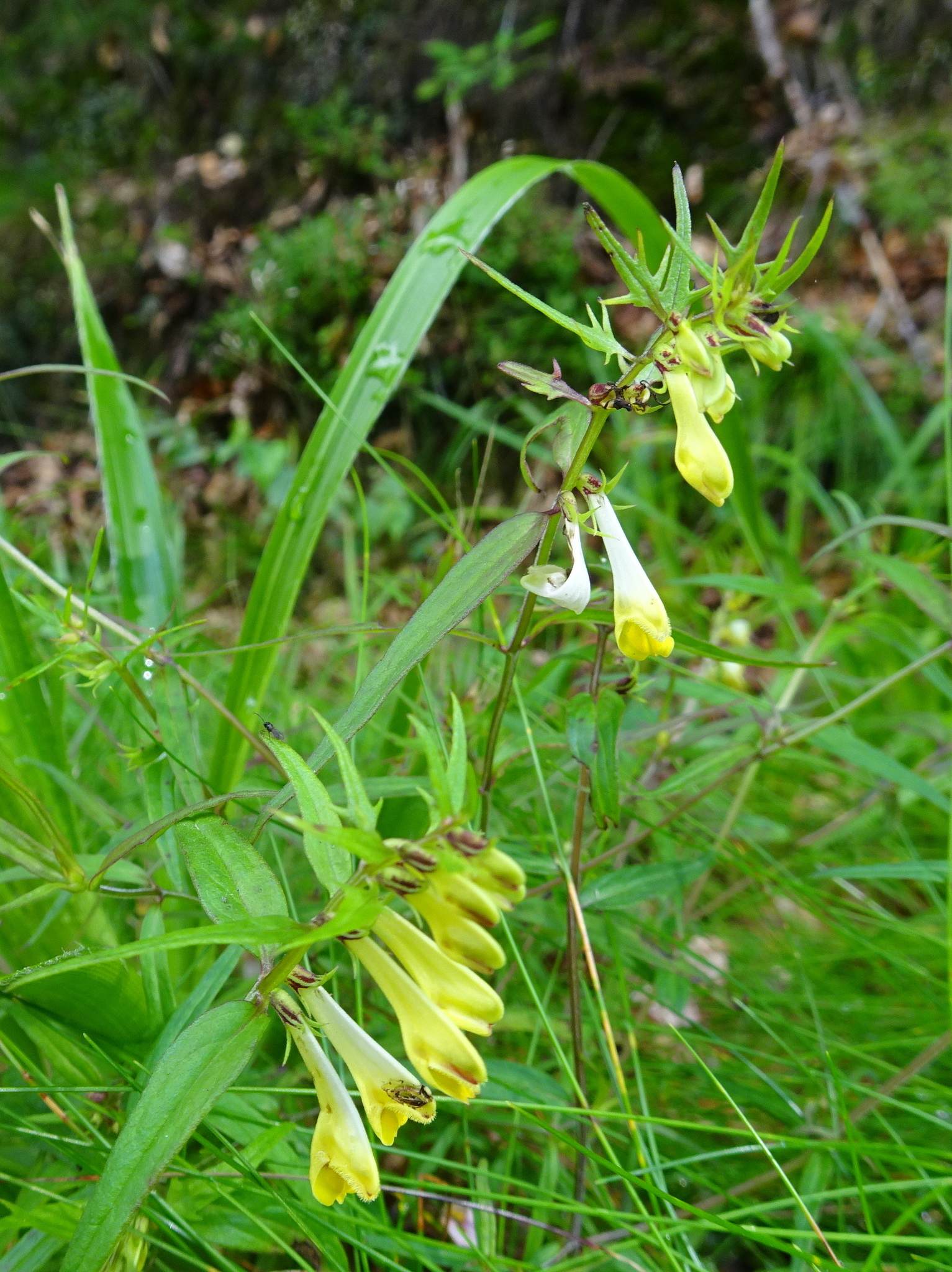 Melampyrum