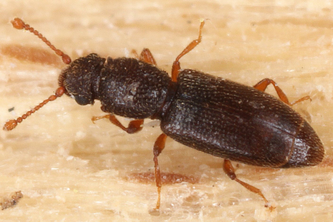 Monotoma longicollis