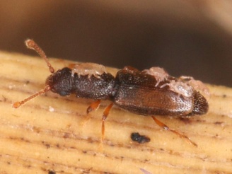 Monotoma longicollis