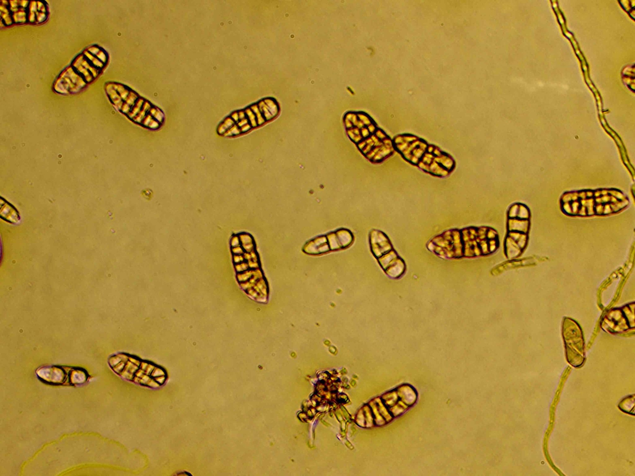 Stemphylium solani