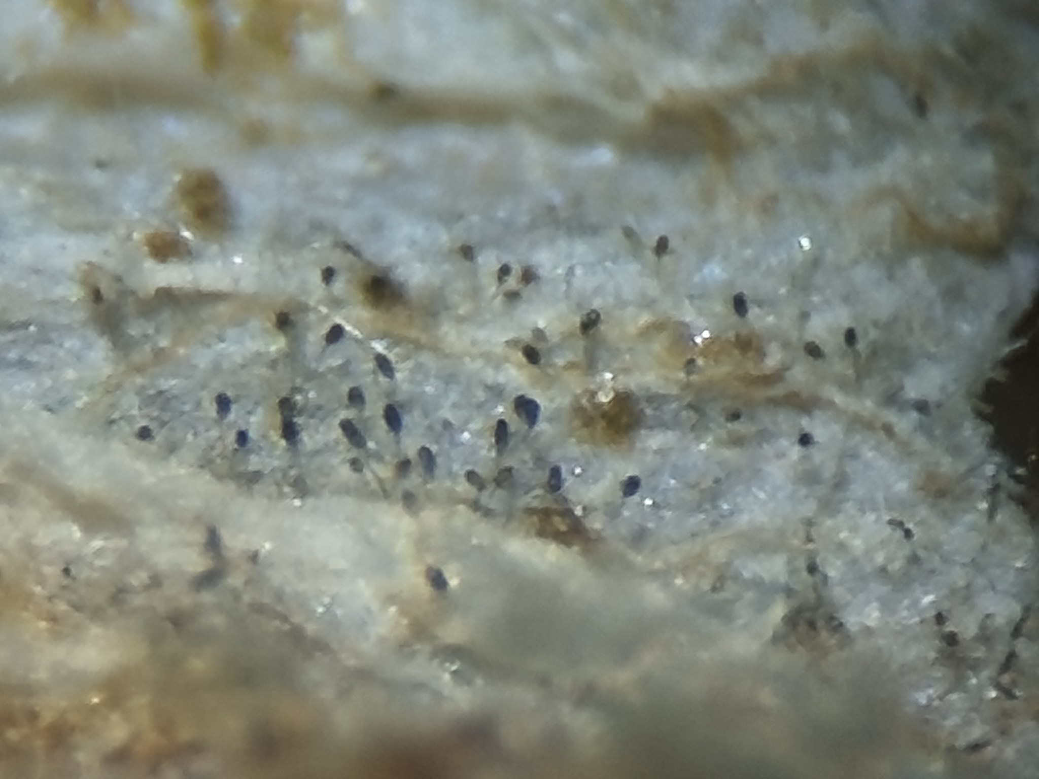 Stemphylium solani