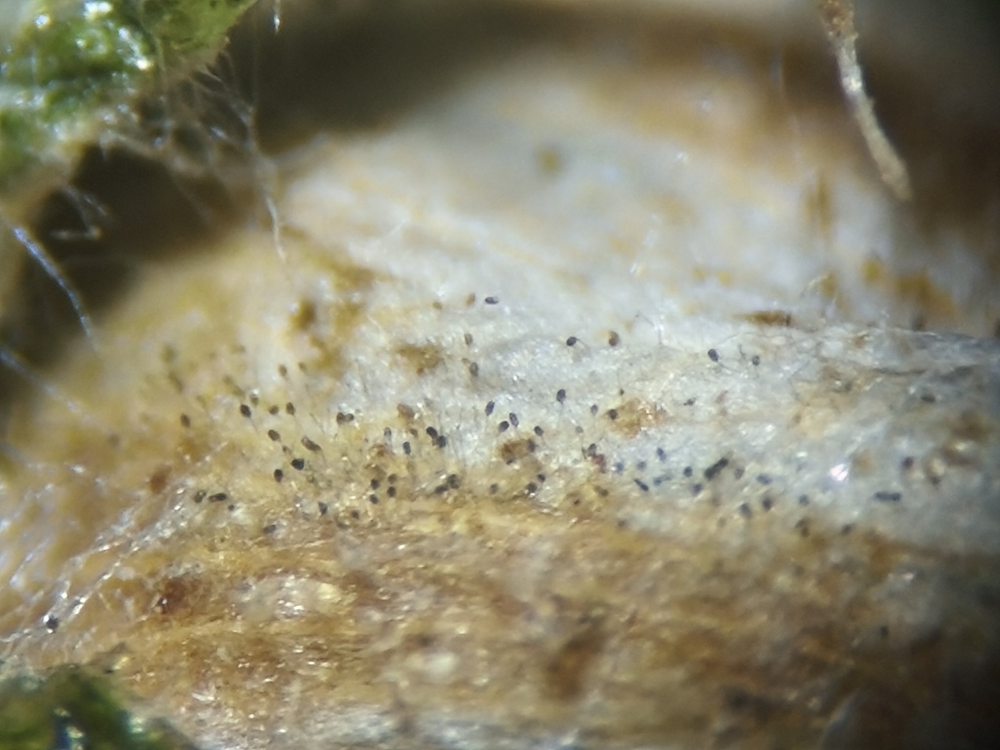 Stemphylium solani