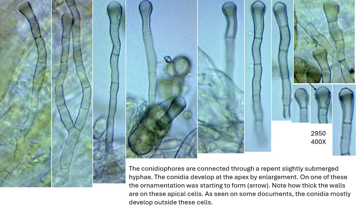 Stemphylium solani