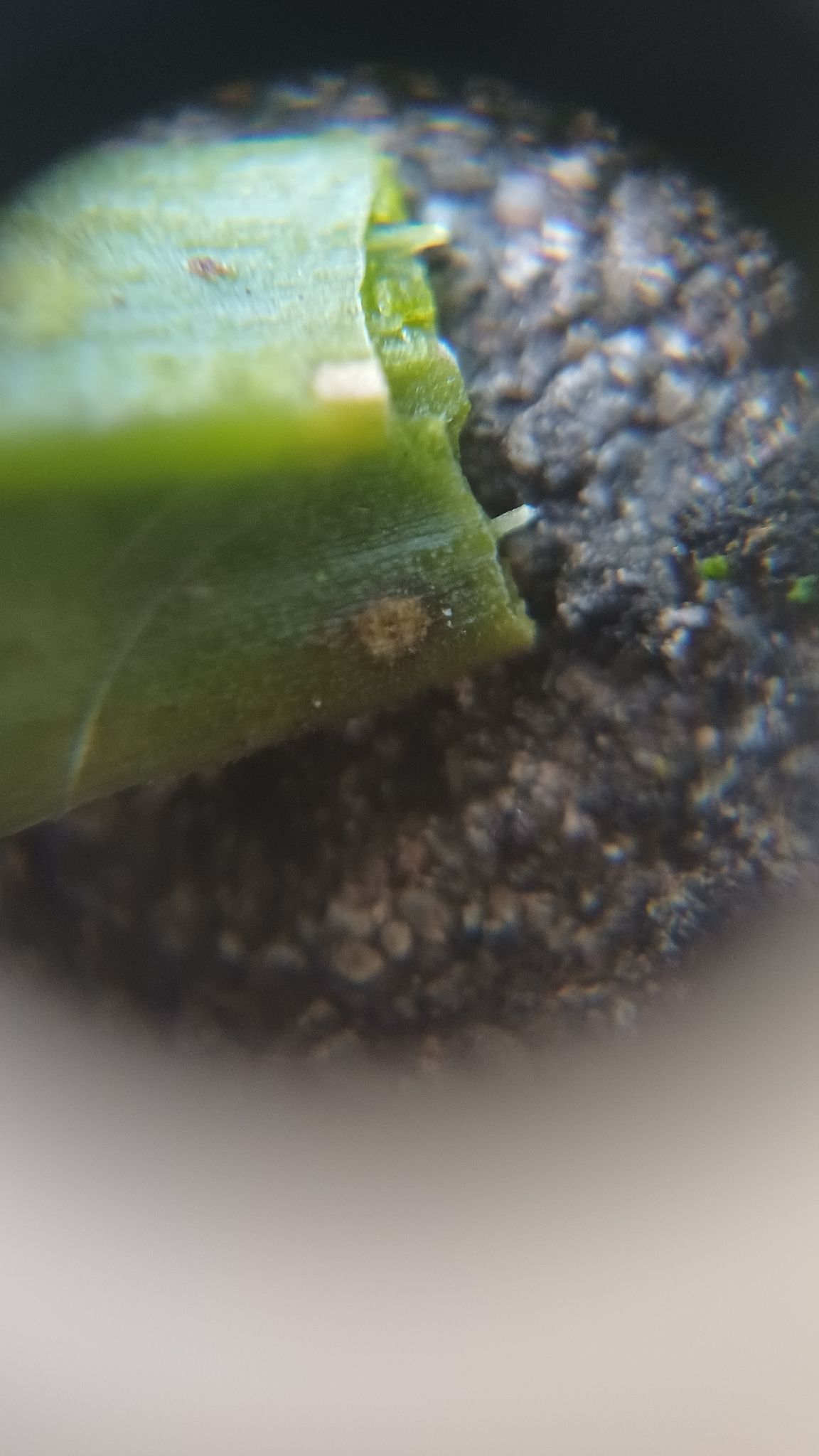 Alternaria dianthicola