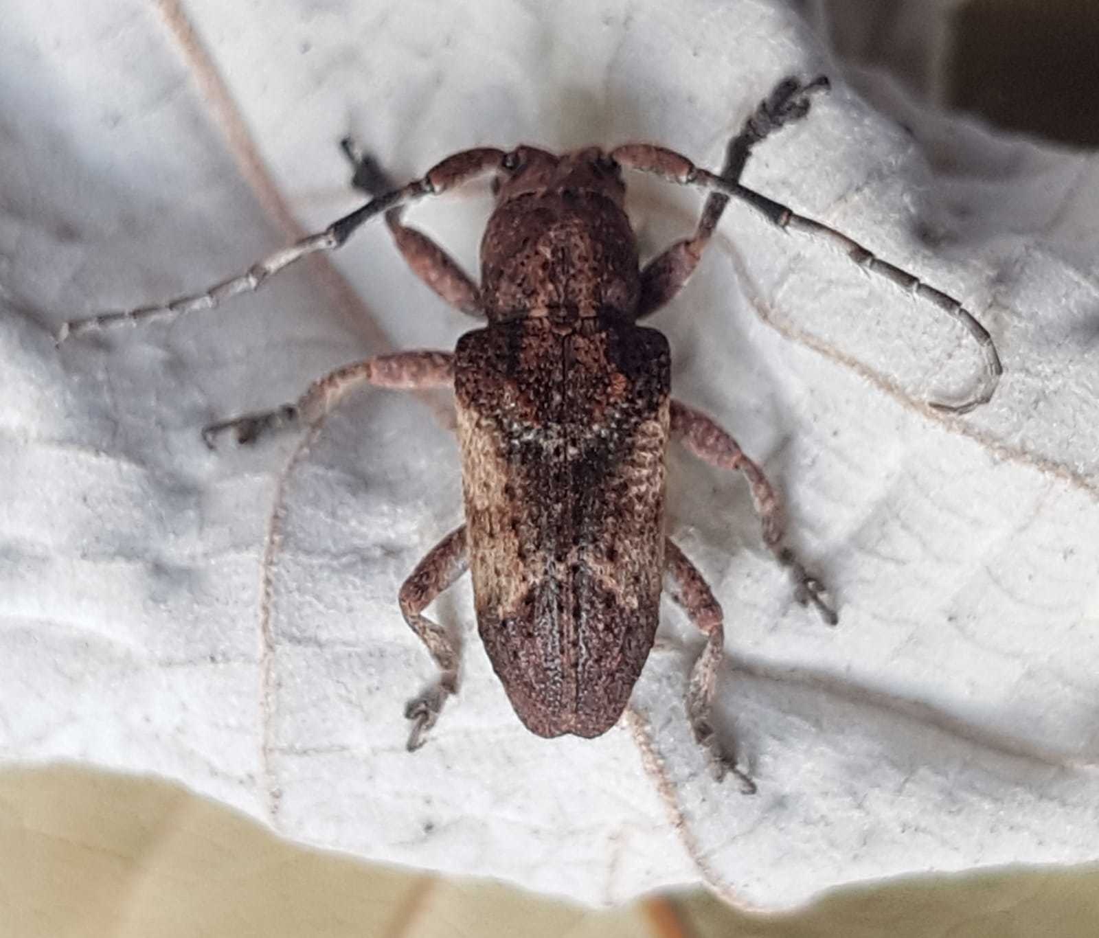 Pterolophia