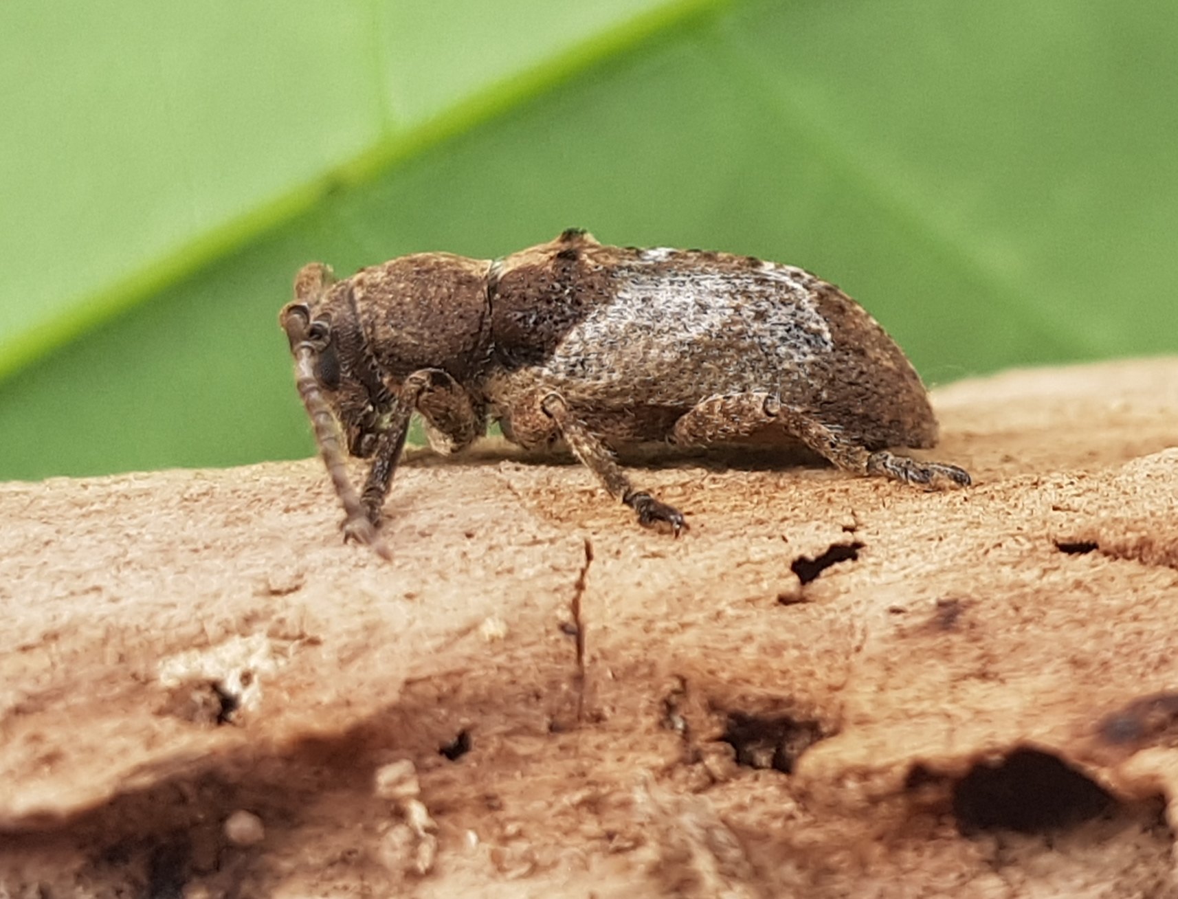 Pterolophia
