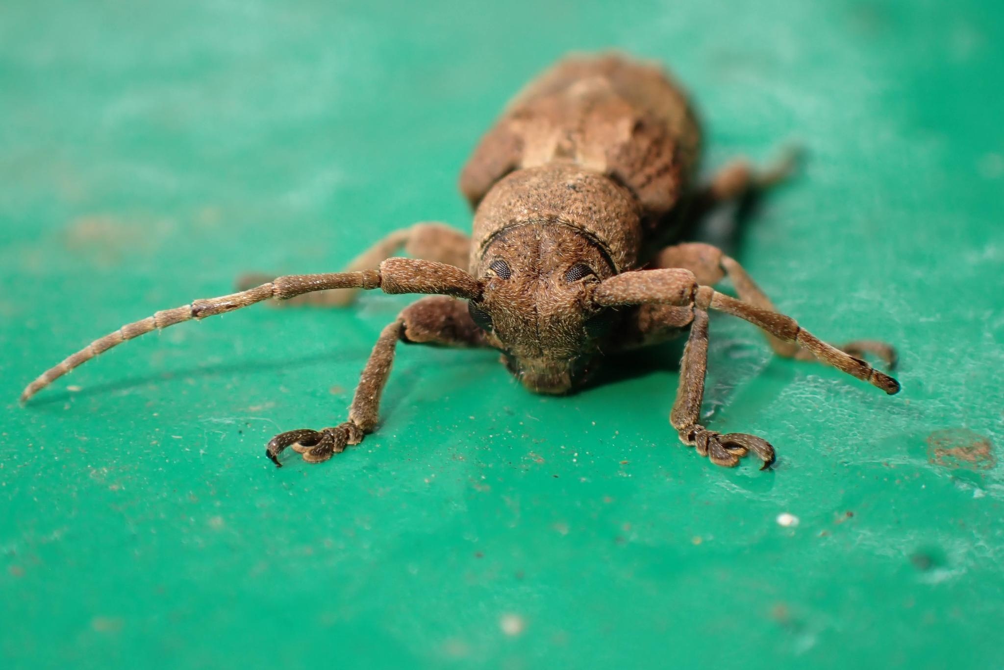 Pterolophia
