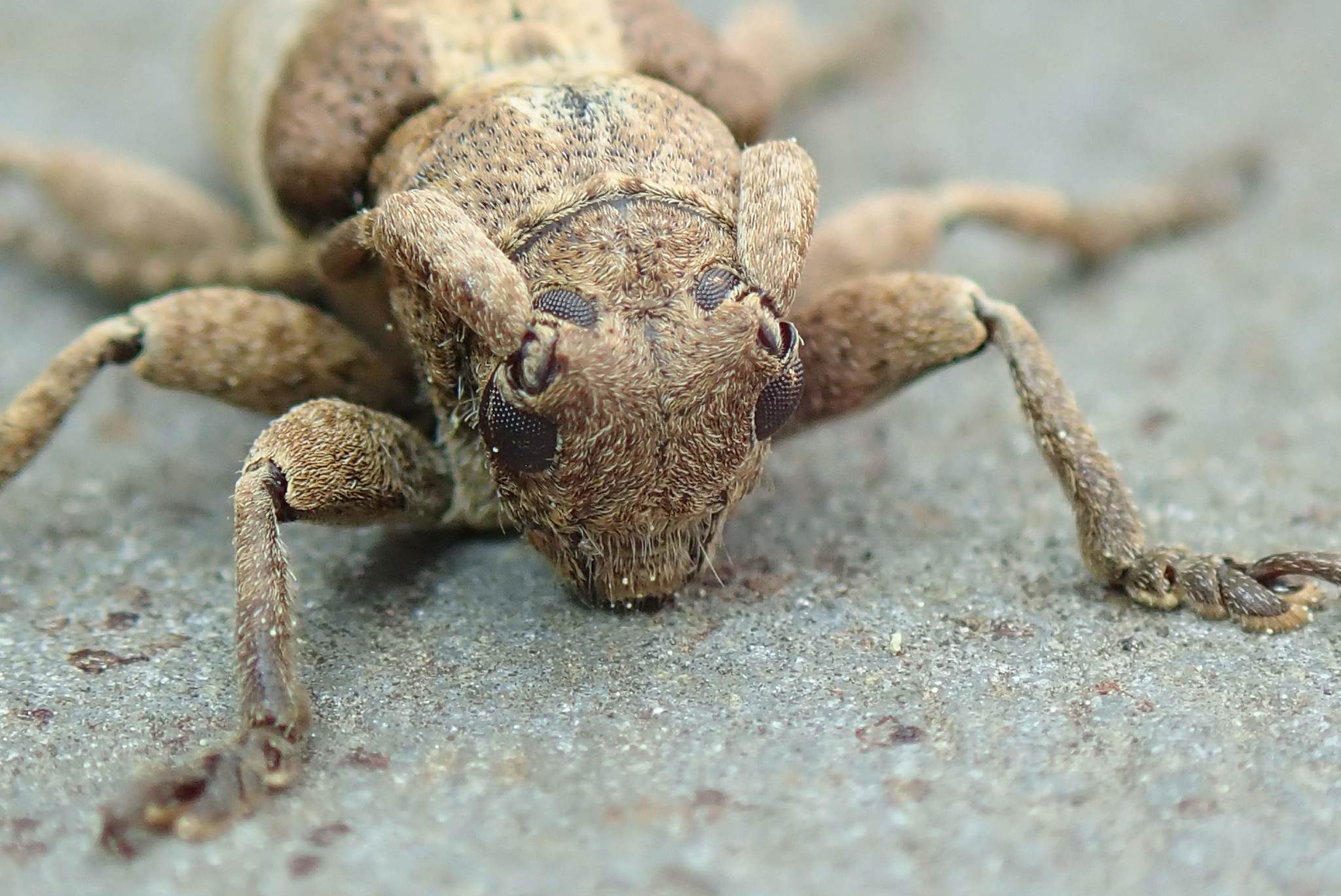 Pterolophia
