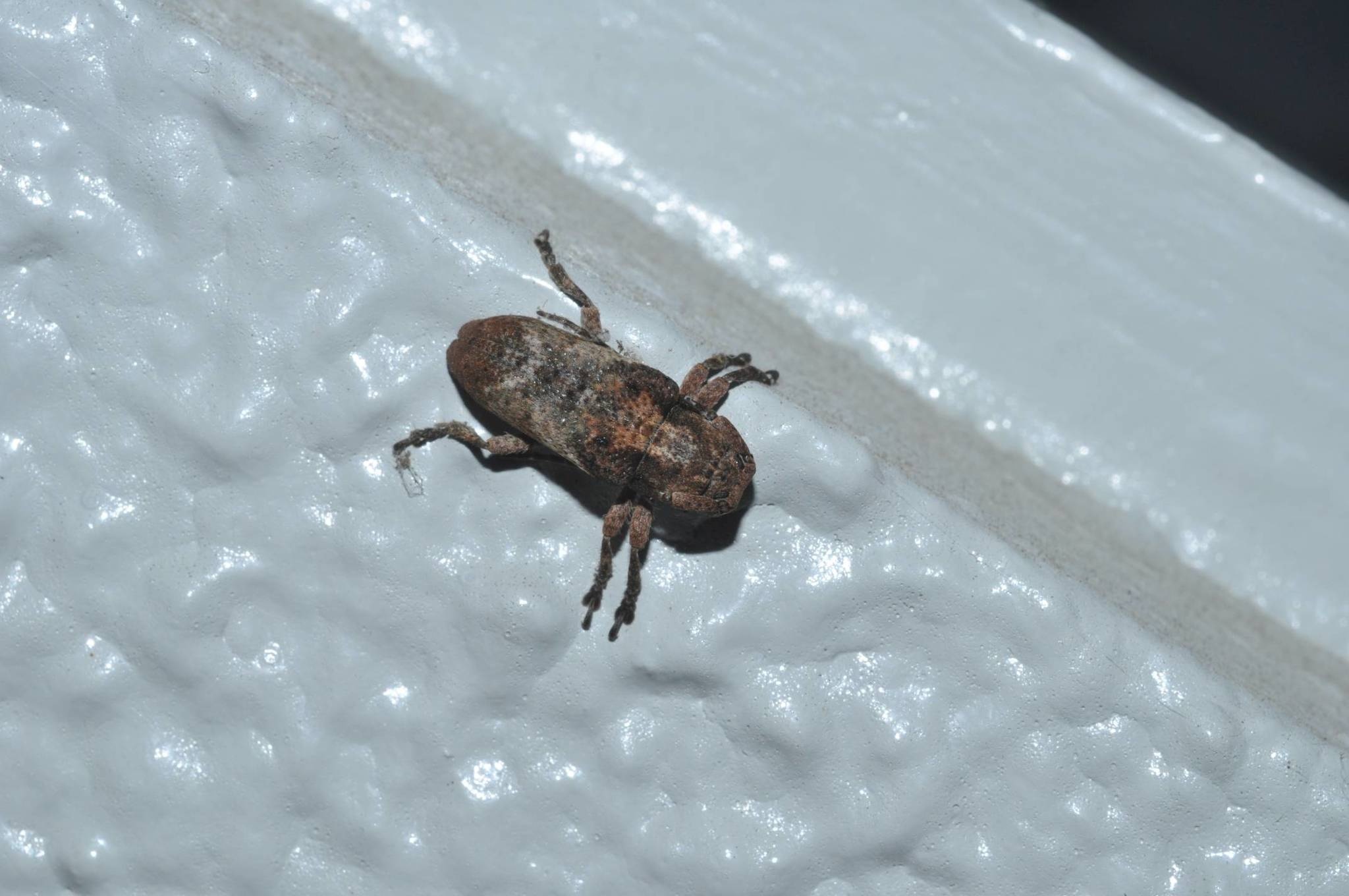 Pterolophia
