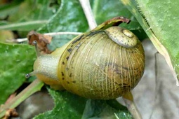 Cantareus apertus