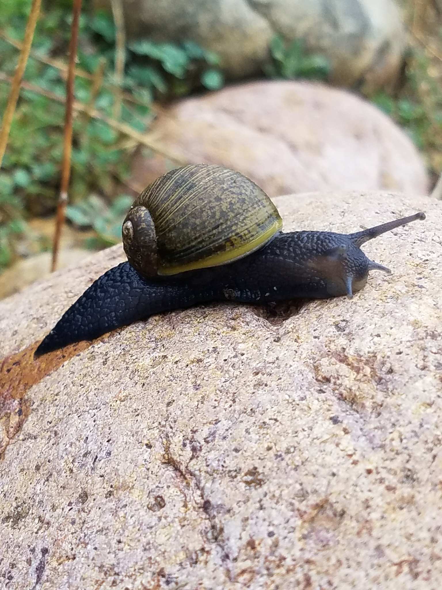 Cantareus apertus