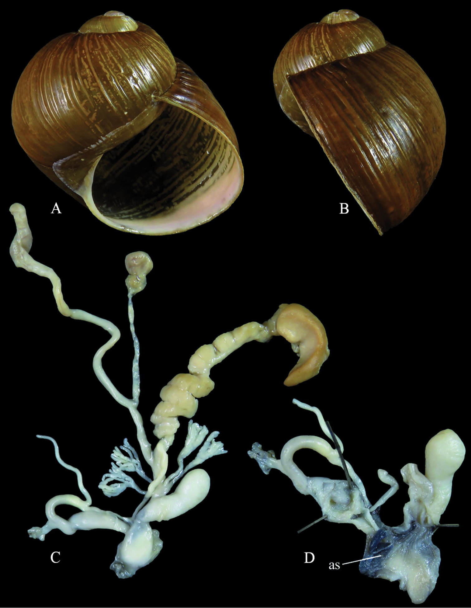 Cantareus apertus