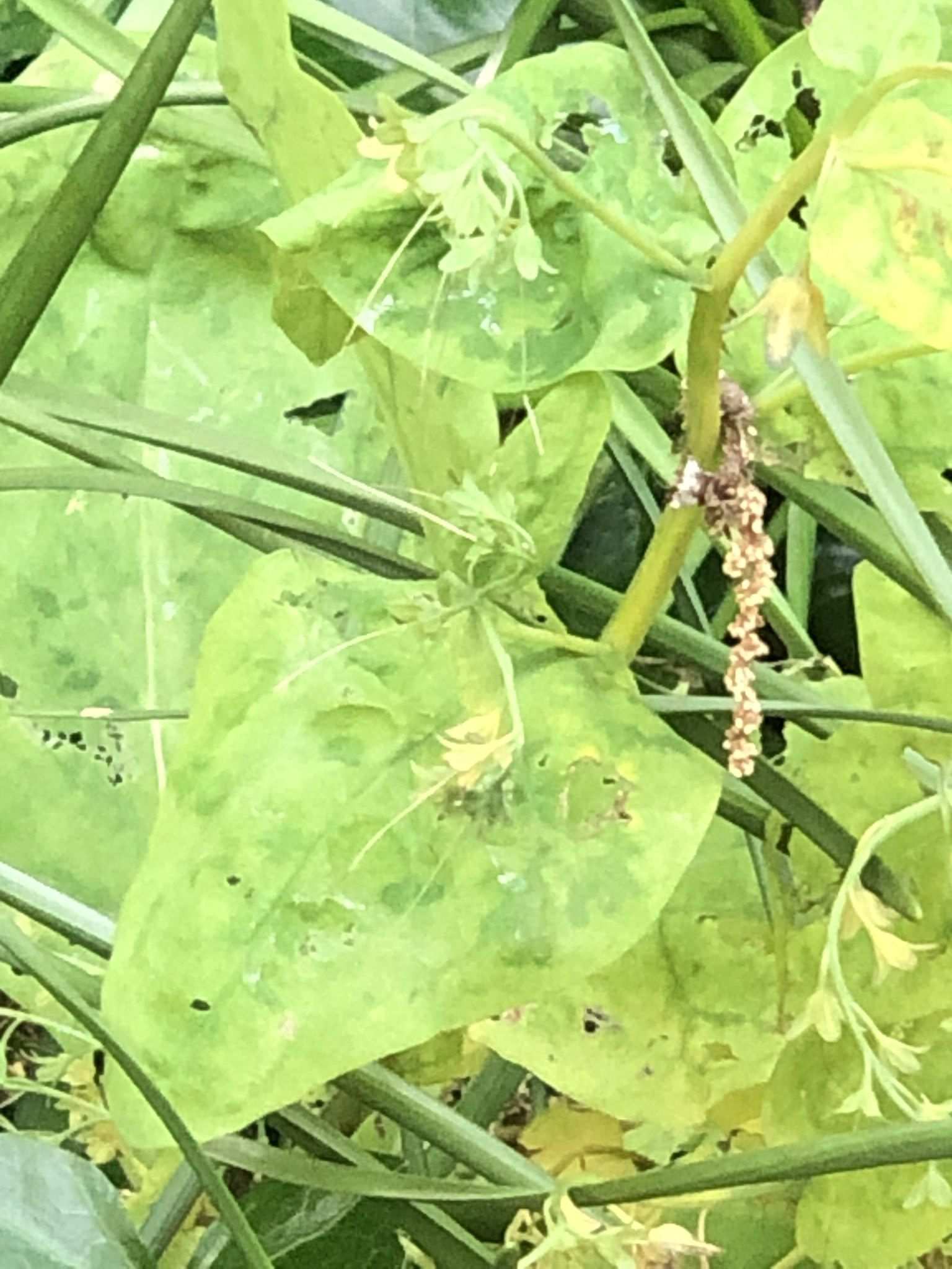 Ribgrass mosaic virus