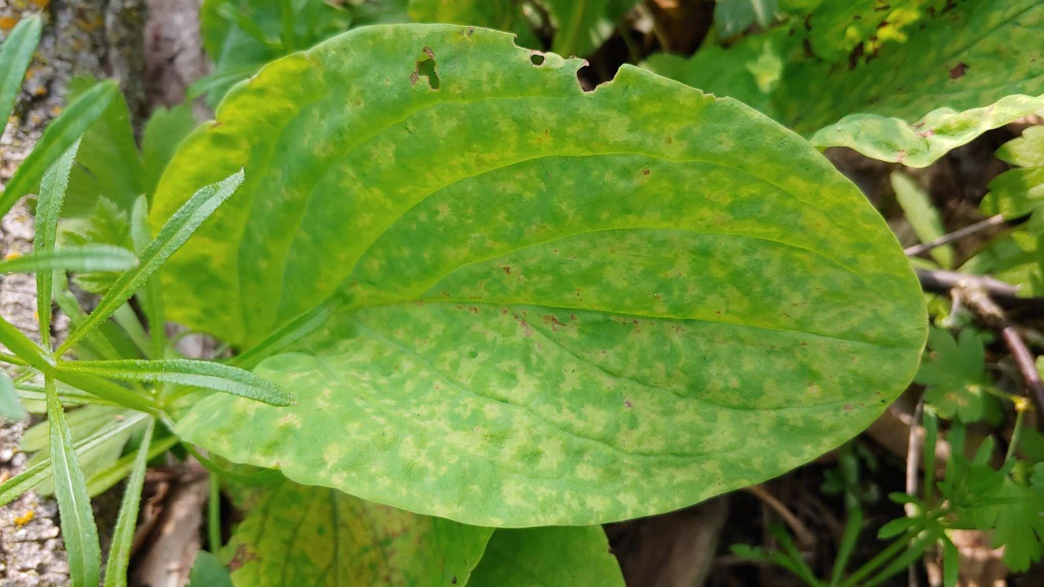 Ribgrass mosaic virus
