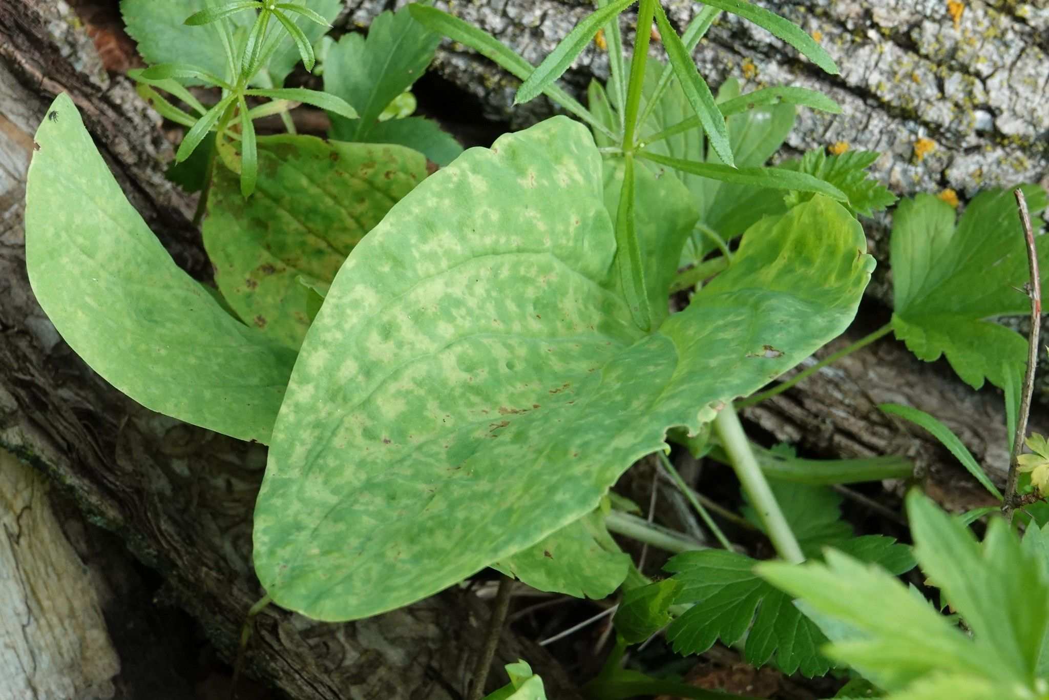 Ribgrass mosaic virus