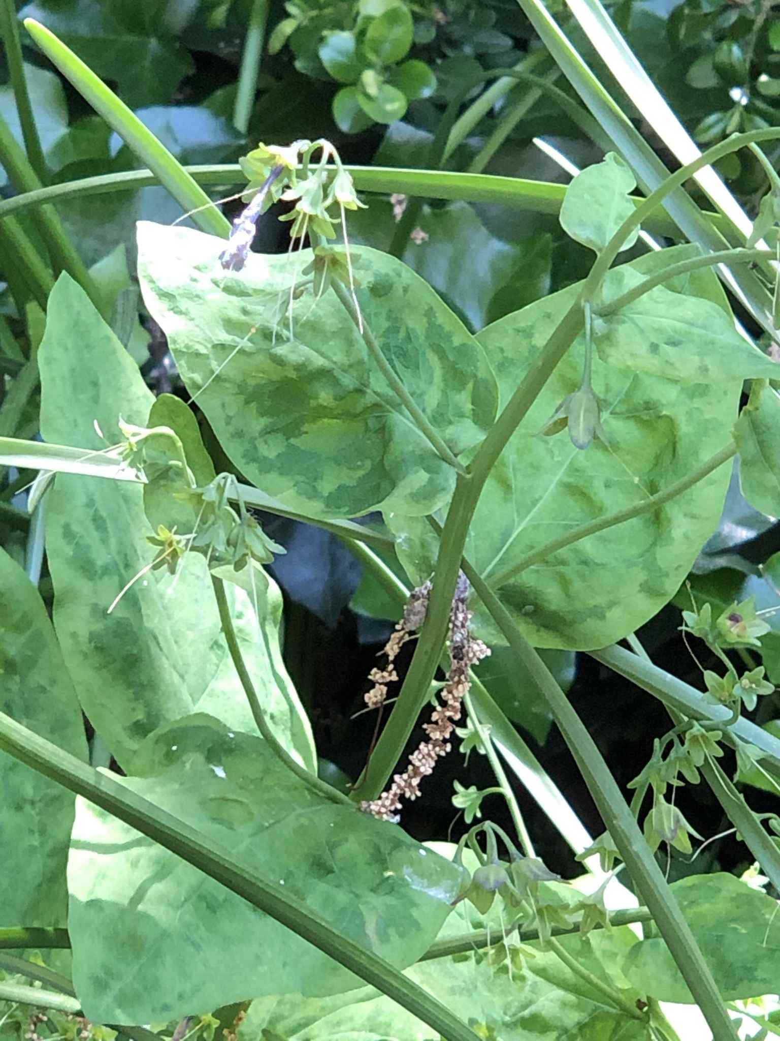 Ribgrass mosaic virus