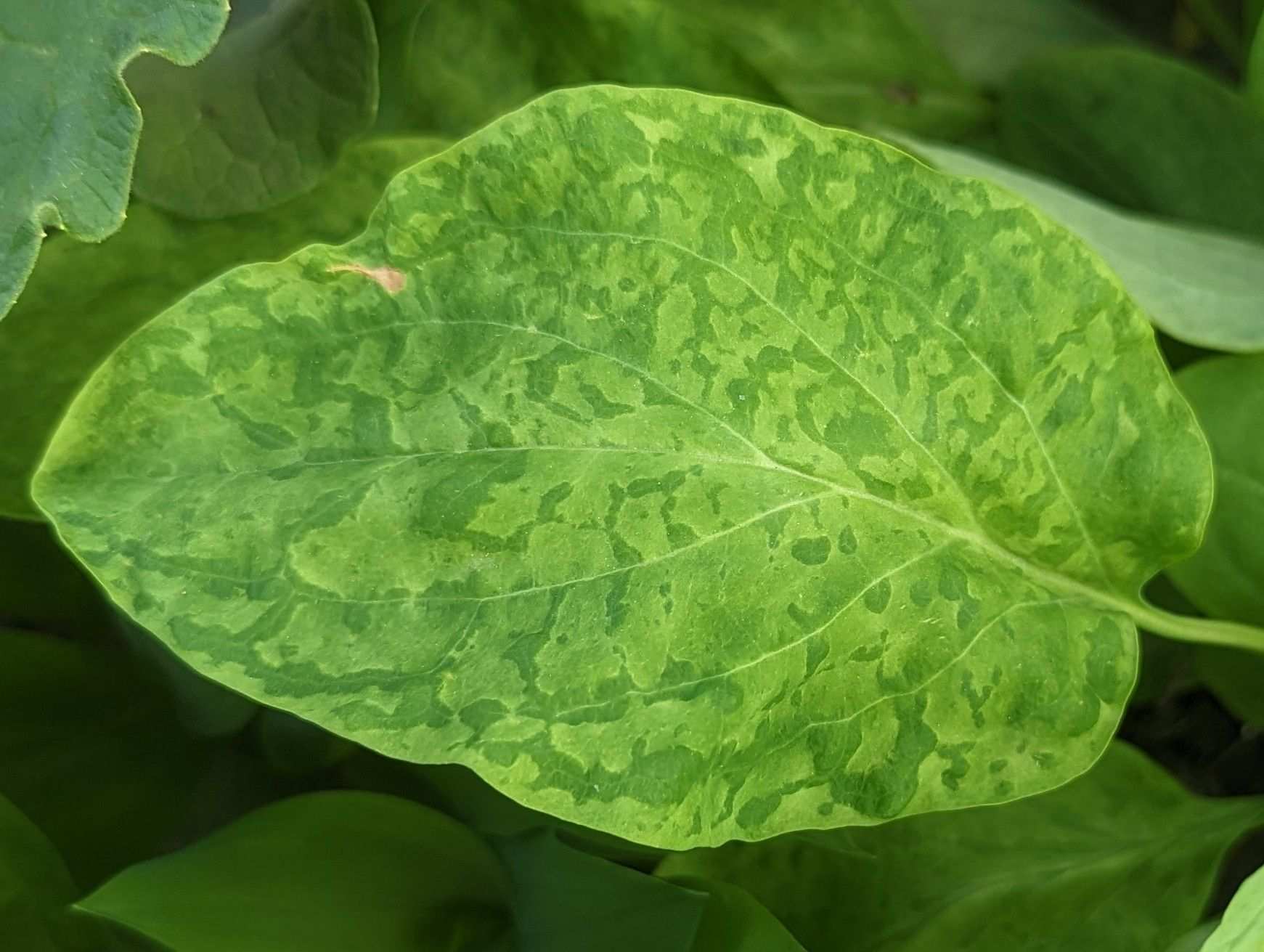 Ribgrass mosaic virus