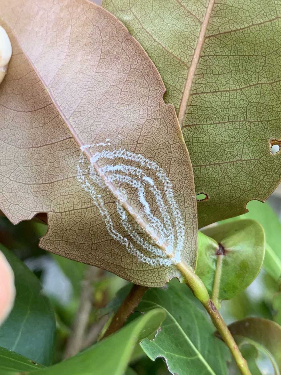 Aleurodicus rugioperculatus