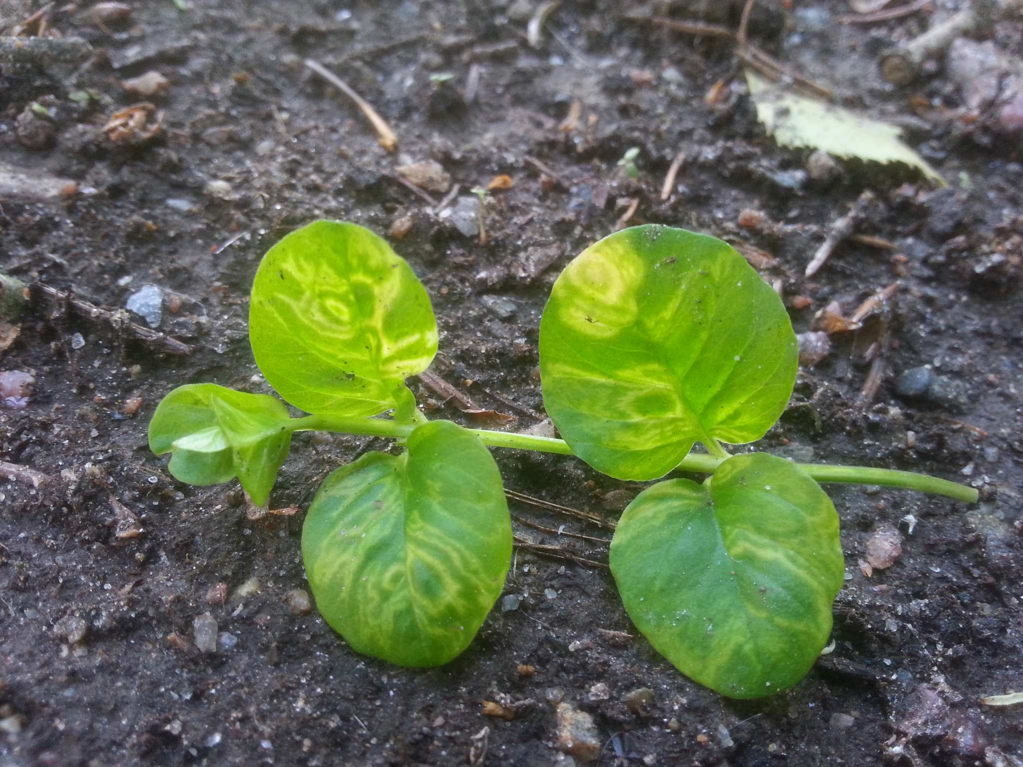 Tobacco rattle virus