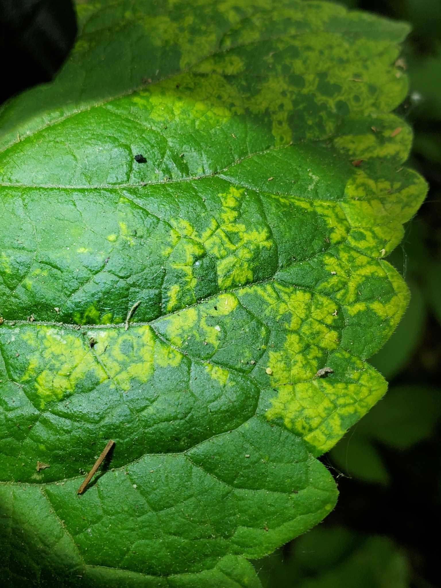 Tobacco rattle virus