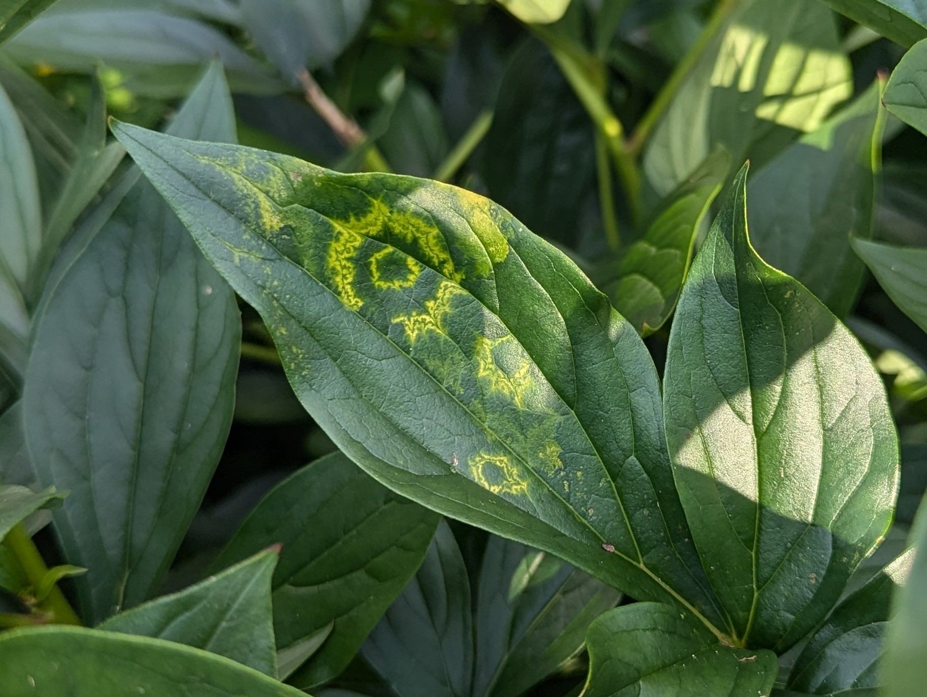 Tobacco rattle virus