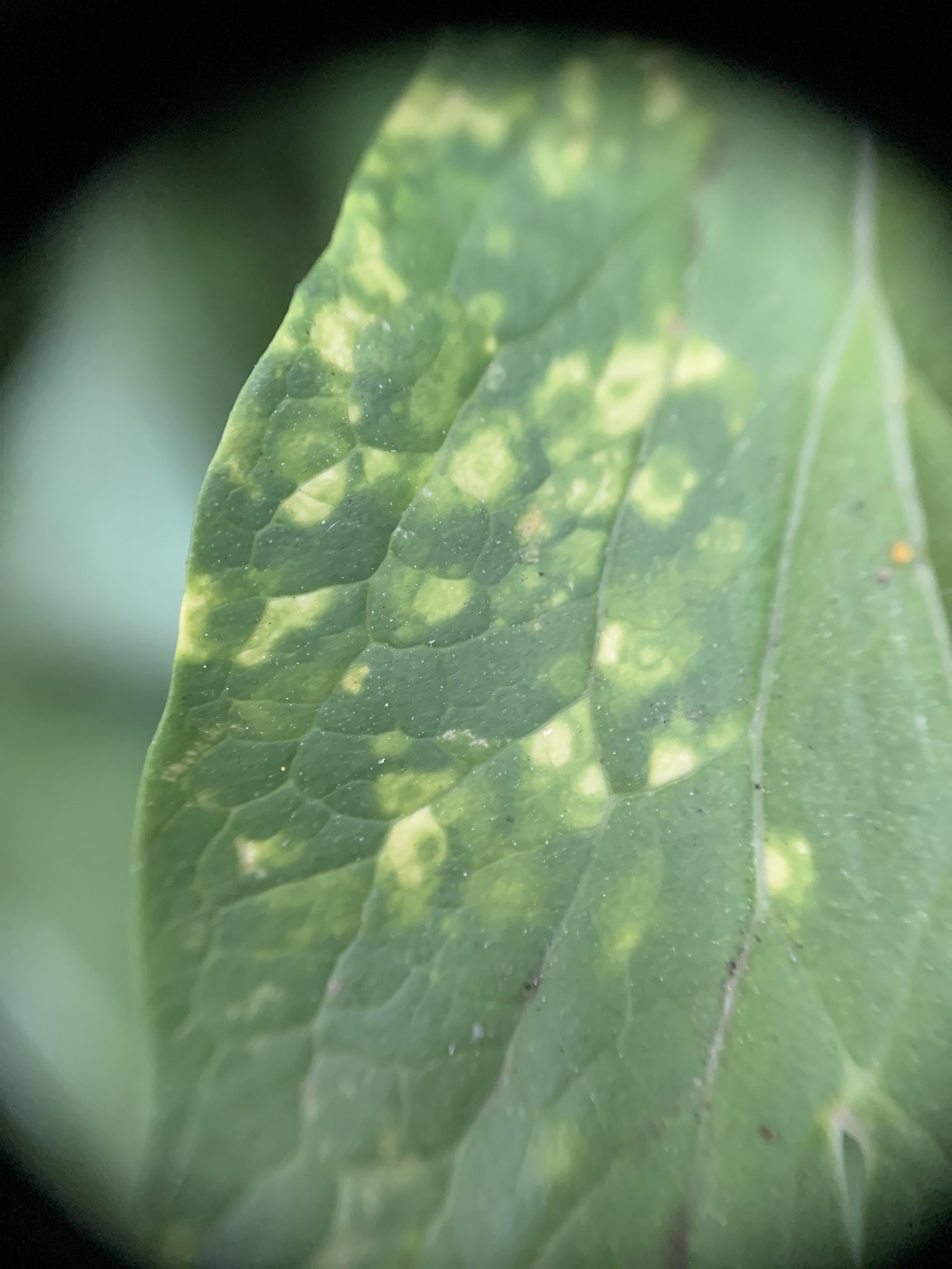 Tobacco rattle virus