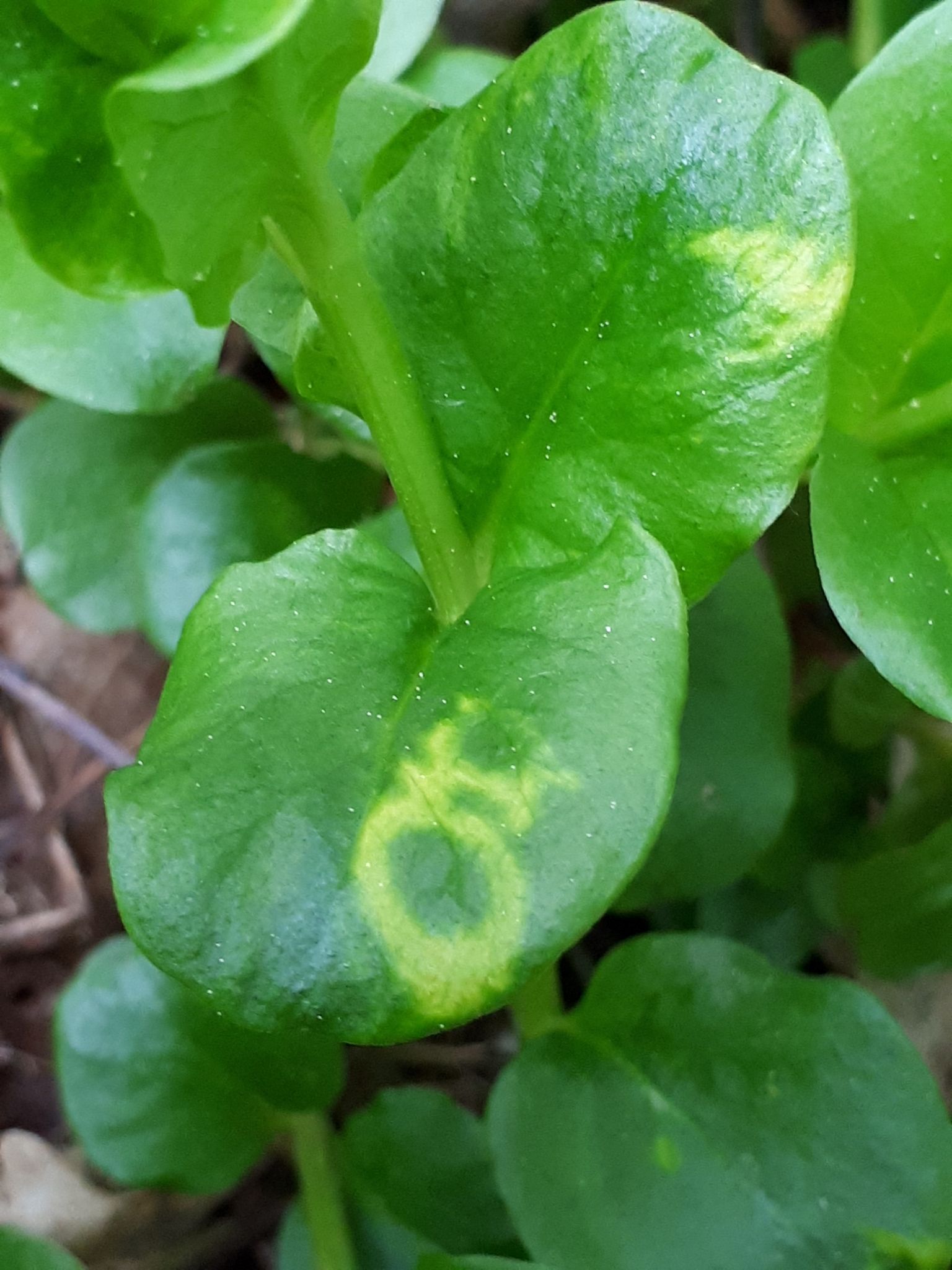 Tobacco rattle virus