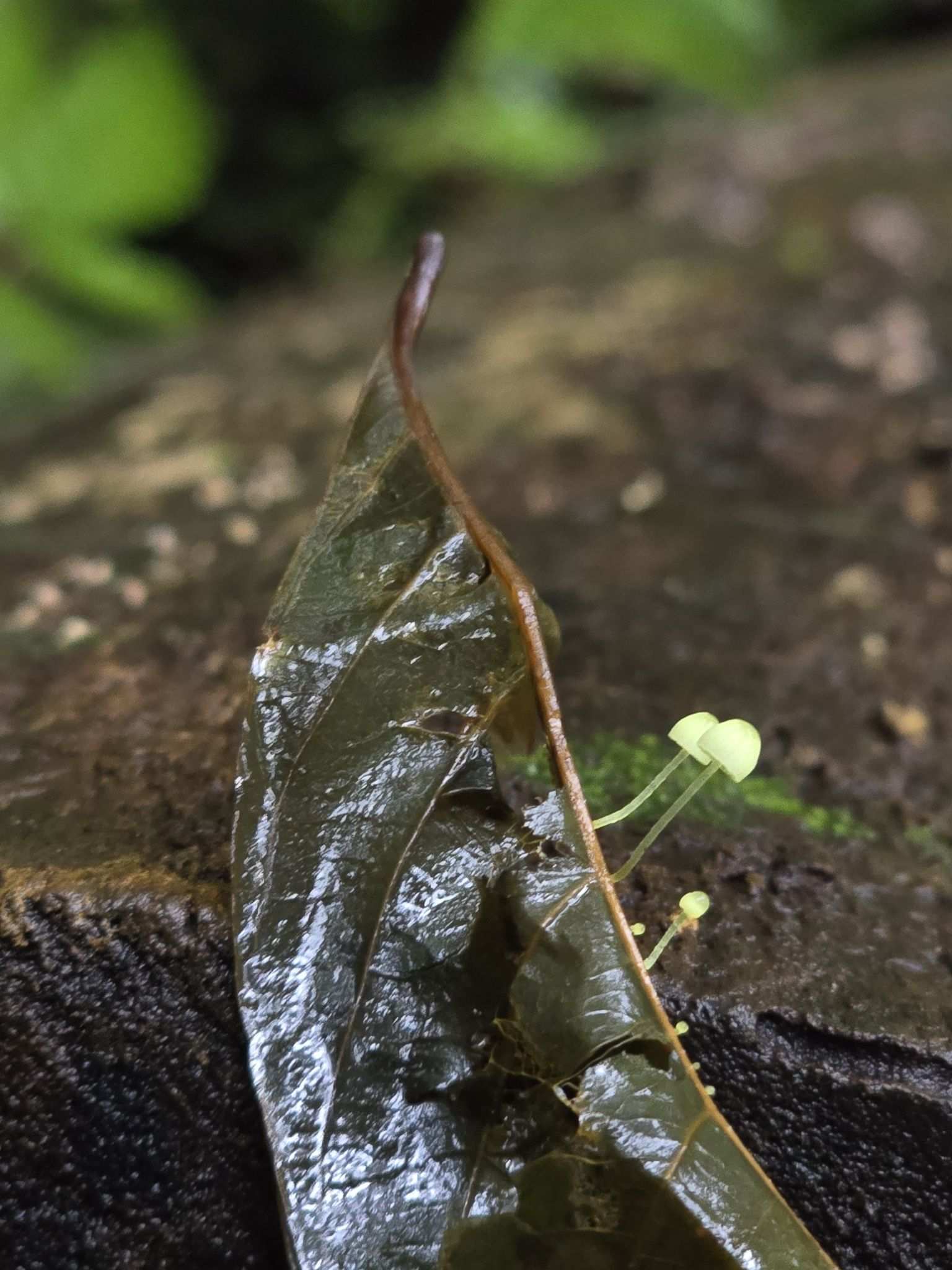 Mycena citricolor