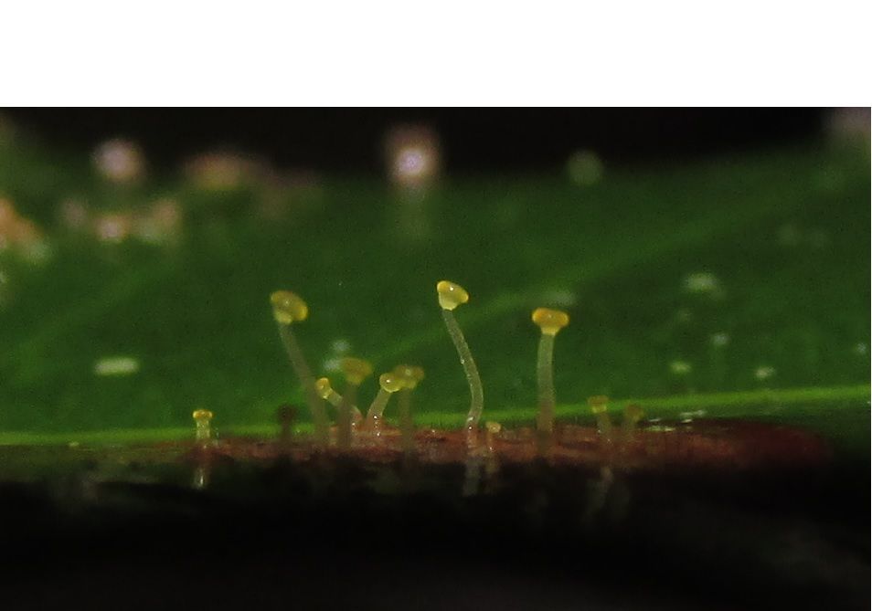 Mycena citricolor