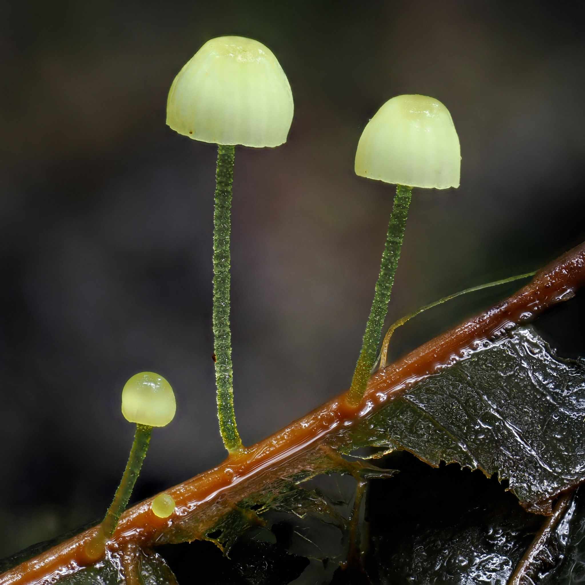Mycena citricolor