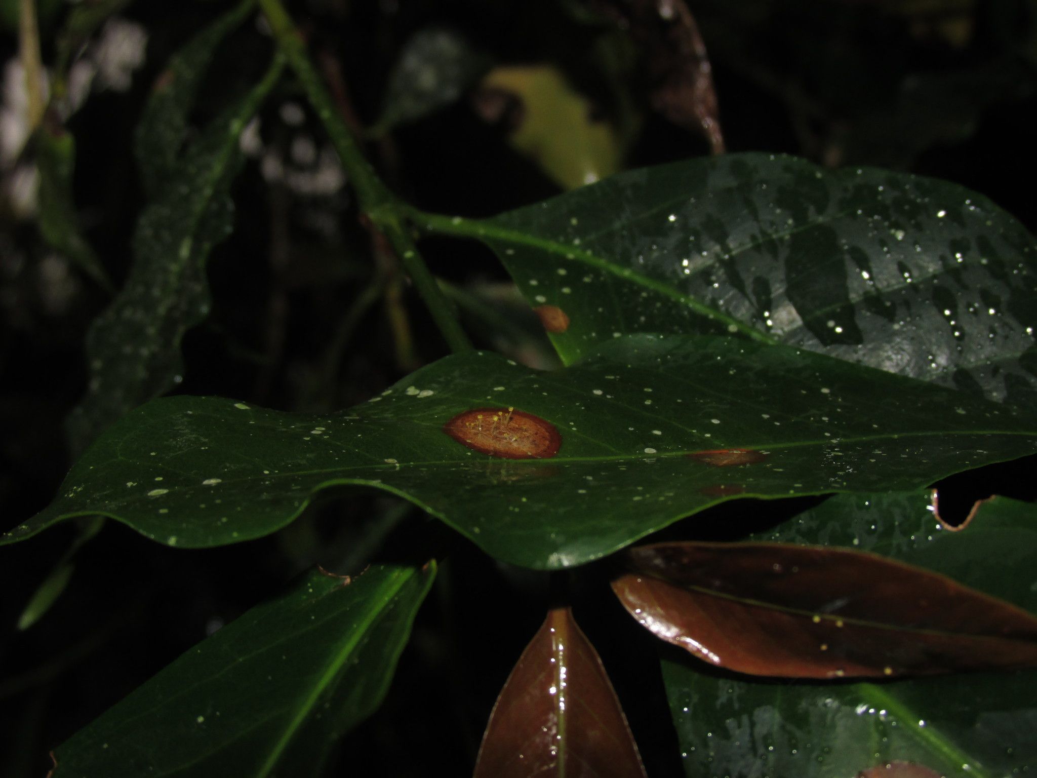 Mycena citricolor