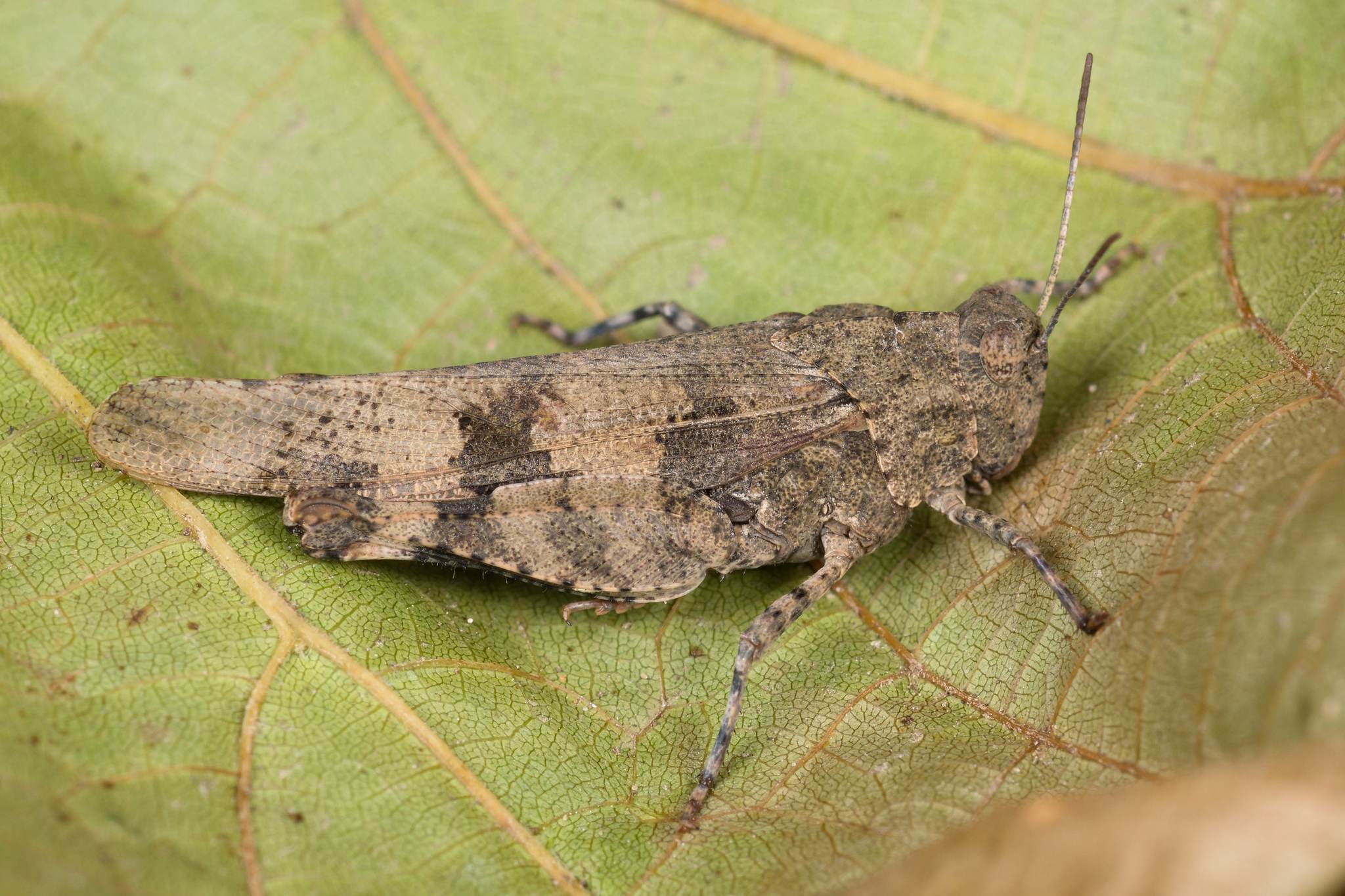 Oedipoda
