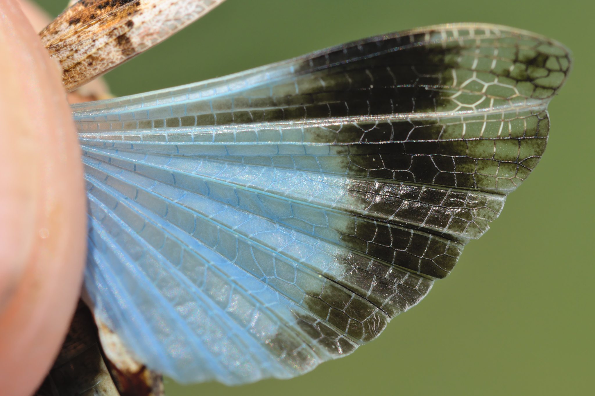 Oedipoda