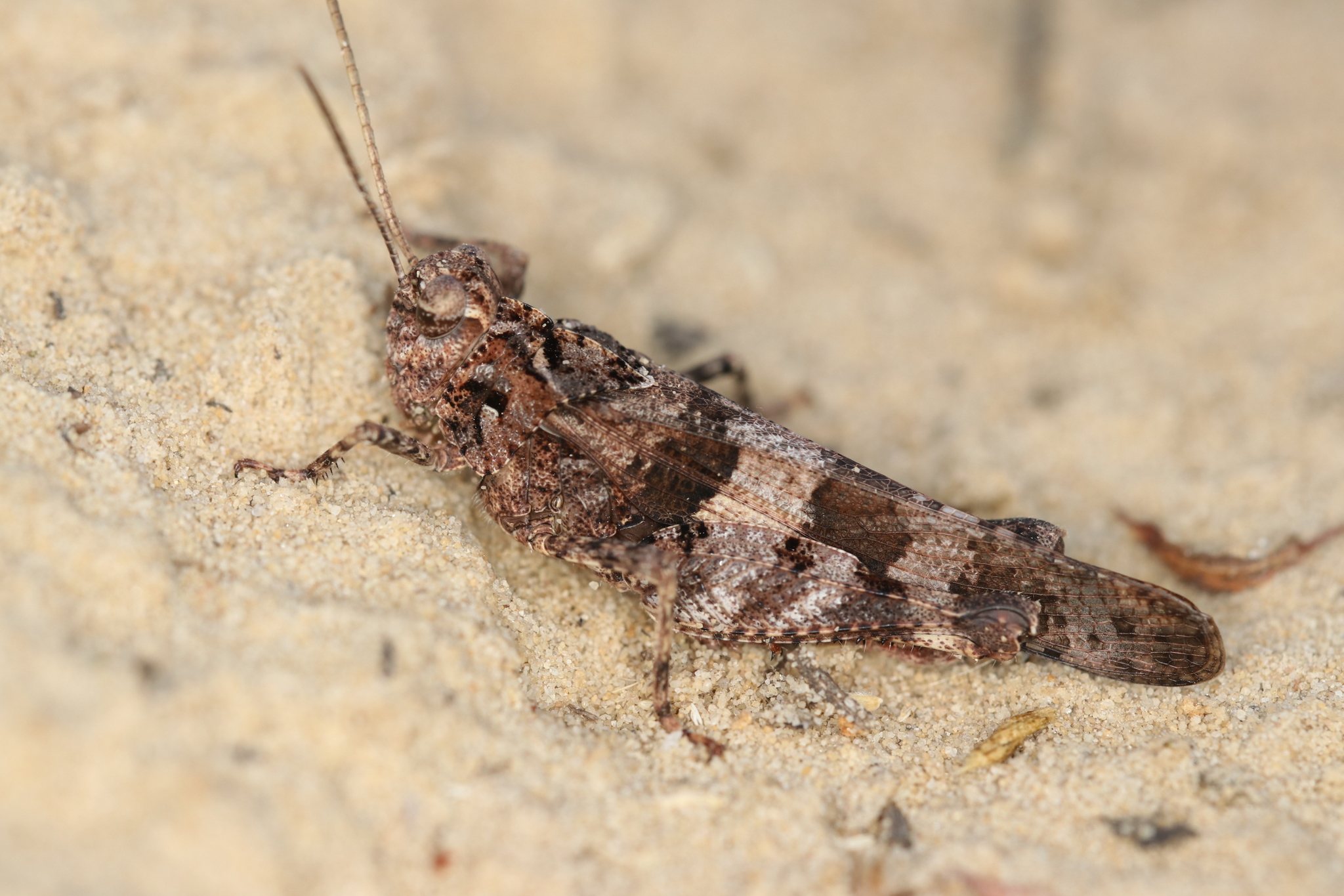 Oedipoda