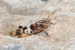 Oedipoda