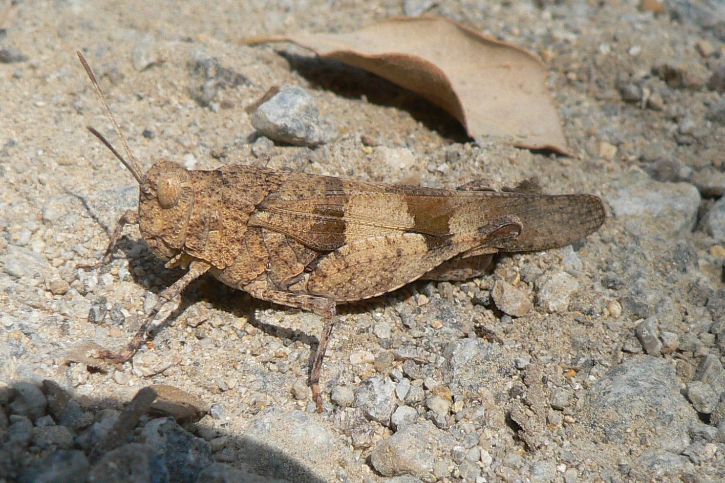 Oedipoda